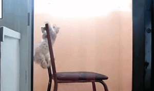 子猫が椅子から落ち・・・落ちてなかった！