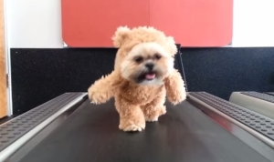 大人気のテディベアを着たシーズー犬！今回は歩く練習をしているゾ！