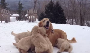 もみくちゃ！９匹の子犬に群がられるお母さんレトリバー！