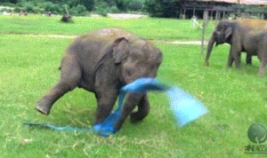 ぞうさんの新体操（リボン）