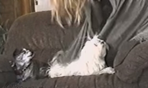 愛犬をゴシゴシ！静電気を帯びて大変身したワンちゃん！