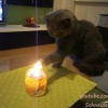 ロウソクの炎を味わう猫！キャンドルの火って美味しいの？