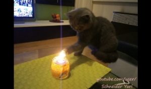 ロウソクの炎を味わう猫！キャンドルの火って美味しいの？