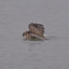 ミシガン湖をバタフライで泳ぐフクロウ！