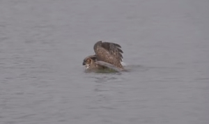 ミシガン湖をバタフライで泳ぐフクロウ！