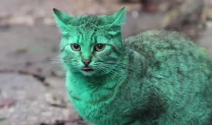 エメラルドグリーンの猫あらわる！誰の仕業だ→緑の塗料の上で寝てただけ！