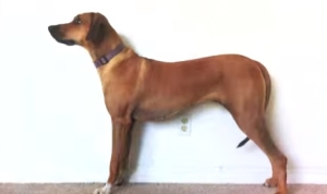 愛犬の成長を撮り続けた写真を２３秒の動画に！生後２ヶ月から３年間毎日撮影！