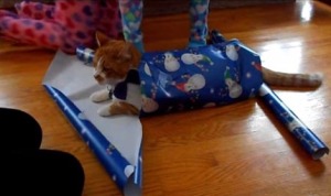 さあクリスマスだ！猫をラッピングしてあげよう！（無理やりはダメよ）