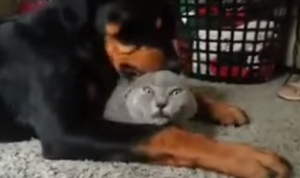 猫が大好きな犬！でも猫は・・・