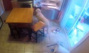 留守番中の犬を隠しカメラで撮影！冷蔵庫を開けて食べ物を漁ったり盗んだりしてた！