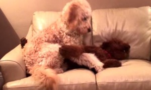 ソファで悪夢にうなされる犬を起こしてあげるワンコ