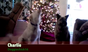 動物たちのジングルベル♪動物動画を組み合わせて歌をアテレコした素敵な作品！