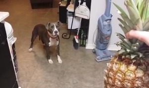 なにそれこわい！パイナップルを怖がる犬！