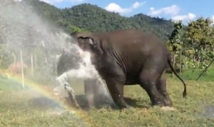 象さんがスプリンクラーを壊しちゃう！自分用の強力噴水シャワーを浴びて楽しむゾウ！