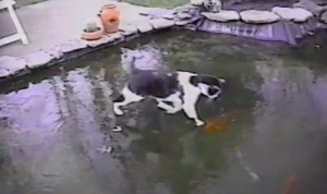 凍った鯉の池で猫スリップ！氷の下の魚を滑りながら追いかけるニャンコ！