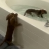 犬だけどお風呂大好きミニチュアダックス！兄弟ダックスフンドがお風呂で泳ぐ！