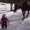 馬を散歩させる小さな女の子