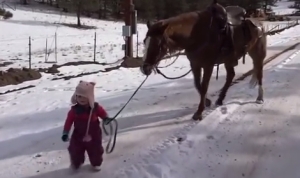馬を散歩させる小さな女の子