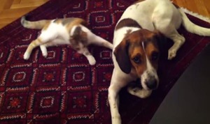 カーテンの裏から犬にジャンプする猫！