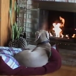自分で暖炉の前までクッションを運んで暖まる犬！