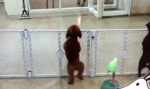 飼い主が戻ってきて大興奮の犬！2本足で立ったまま足踏み地団駄！