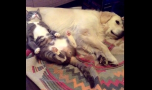 犬をマクラに超リラックスする猫