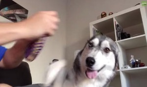 散歩に行きたいけど首輪を嫌がるハスキー犬が可愛い! 散歩に行きたいけど首輪を嫌がるハスキー犬が可愛い!