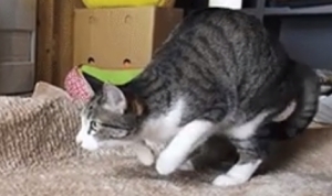 踊っているのを犬に見られて焦る猫! 踊っているのを犬に見られて焦る猫!