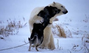 【画像】犬と熊、猿と猫、姿は違っても仲の良い動物たち 【画像】犬と熊、猿と猫、姿は違っても仲の良い動物たち