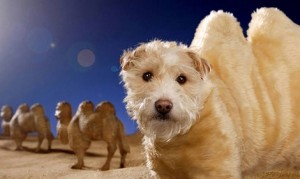 【画像】変身する犬!毎年クリスマスにドレスアップして別の動物になっちゃう犬! 【画像】変身する犬!毎年クリスマスにドレスアップして別の動物になっちゃう犬!