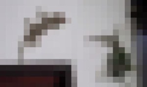 【閲覧注意】ヘビに襲われたヤモリを仲間のヤモリが助けようとする! 【閲覧注意】ヘビに襲われたヤモリを仲間のヤモリが助けようとする!