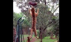 トラのジャンプが美しい!飛び上がってエサをキャッチする虎さんをスローモーションで! トラのジャンプが美しい!飛び上がってエサをキャッチする虎さんをスローモーションで!