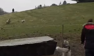 幼なじみのハスキー犬と再会した羊!群れを離れて全力で駆け寄ってくる! 幼なじみのハスキー犬と再会した羊!群れを離れて全力で駆け寄ってくる!