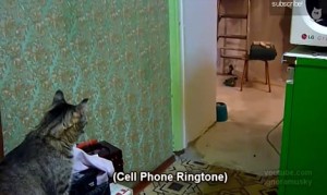 携帯電話が鳴ると持ってきてくれる猫!着信音を頼りに探してきてくれる! 携帯電話が鳴ると持ってきてくれる猫!着信音を頼りに探してきてくれる!