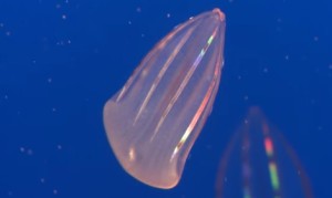 虹色に光るクラゲ!?光の反射で虹色に光る有櫛動物! 虹色に光るクラゲ!?光の反射で虹色に光る有櫛動物!