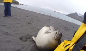 人懐っこいゾウアザラシが愛嬌を振りまくサウスジョージア島での映像!背後にはキングペンギンも! 人懐っこいゾウアザラシが愛嬌を振りまくサウスジョージア島での映像!背後にはキングペンギンも!