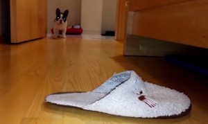 スリッパ大好きフレンチブルドッグ!今日もスリッパを狩りに走り回る犬! スリッパ大好きフレンチブルドッグ!今日もスリッパを狩りに走り回る犬!