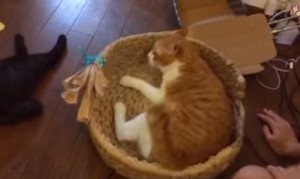 出るもんか!製作中の猫ちぐらに猫が入ってきて作業が進まない! 出るもんか!製作中の猫ちぐらに猫が入ってきて作業が進まない!