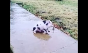 氷の歩道を滑ってしまう子豚さん 氷の歩道を滑ってしまう子豚さん