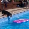 ビート板でプールを渡る犬