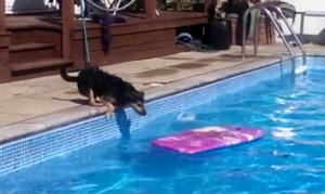 ビート板でプールを渡る犬 ビート板でプールを渡る犬