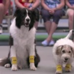 犬だってボールボーイできるもん！テニスの試合でボールを拾う３匹の犬が可愛い！