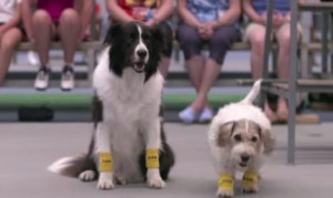 犬だってボールボーイできるもん!テニスの試合でボールを拾う3匹の犬が可愛い! 犬だってボールボーイできるもん!テニスの試合でボールを拾う3匹の犬が可愛い!