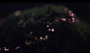 森でプロジェクションマッピング!木々やキノコが美しき発光生物になった! 森でプロジェクションマッピング!木々やキノコが美しき発光生物になった!