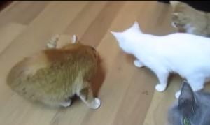 ごはんを一人占めする猫 ごはんを一人占めする猫