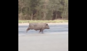 テキサスの道路を走る豚!しかし、それだけではなかった! テキサスの道路を走る豚!しかし、それだけではなかった!