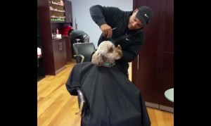 人間みたいに床屋で散髪する犬 人間みたいに床屋で散髪する犬
