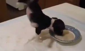 ミルクを飲むと重心が傾いていく子犬! ミルクを飲むと重心が傾いていく子犬!