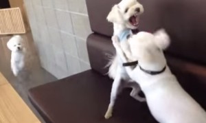 白い犬達のケンカを仲裁する白い犬 白い犬達のケンカを仲裁する白い犬