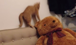 テディベアvs猫!熊のヌイグルミに怯えるネコ! テディベアvs猫!熊のヌイグルミに怯えるネコ!